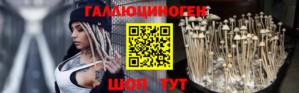 Псилоцибиновые грибы Psilocybine cubensis Карталы